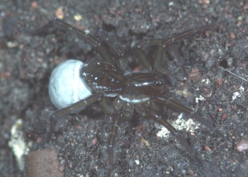 Pirata piraticus with eggsac Copyright: Peter Harvey