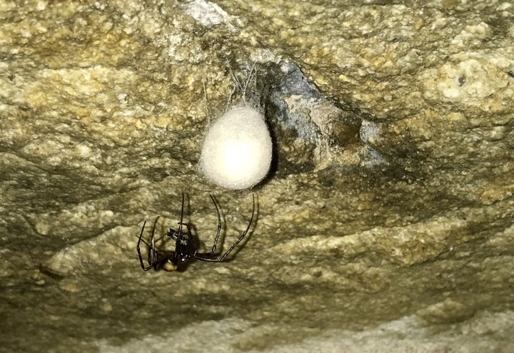 Cave spider with egg sack Copyright: Mark Wilson