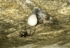 Cave spider with egg sack 