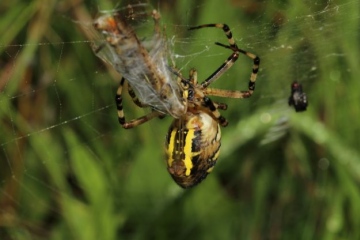 Wasp Spider expelling web threads Copyright: Lotus Bryony Lazuli