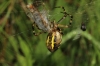 Wasp Spider expelling web threads
