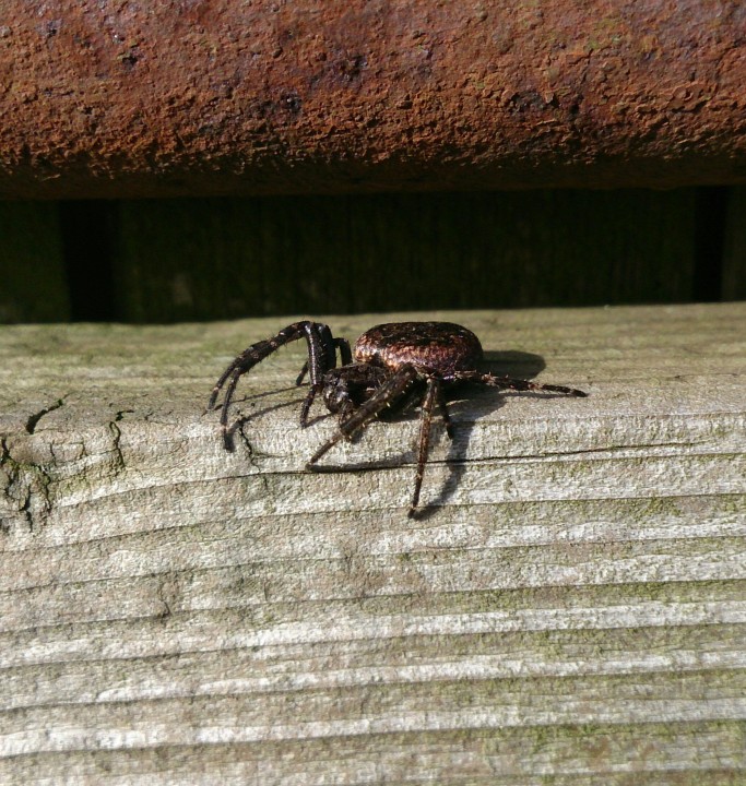 Unknown spider in North East Copyright: John Combe