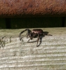 Unknown spider in North East 
