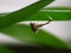 Uloborus plumipes F