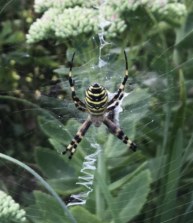 Wasp spider in garden Copyright: Stephanie Pike