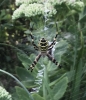 Wasp spider in garden