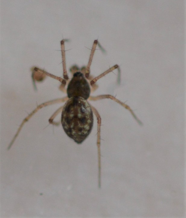 linyphiid sp. 16th of March 2021 Copyright: Malcolm Haddow