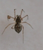 linyphiid sp. 16th of March 2021