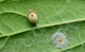 Nigma puella with predated egg sac Copyright: Tone Killick