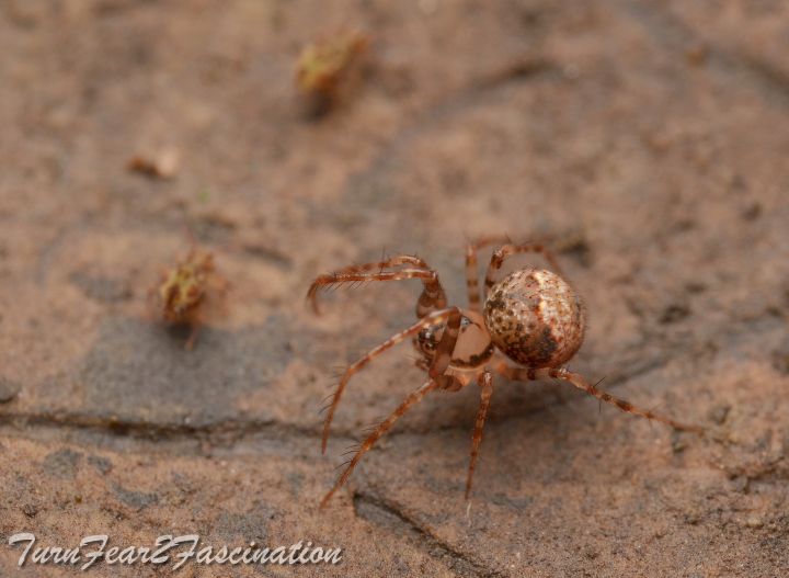 Ero furcata (f) Copyright: Tone Killick