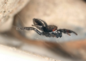 Pellenes tripunctatus male Copyright: Chris Bentley