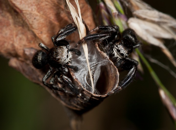 E. arcuata males fighting over female hiding in leaf Copyright: Evan Jones