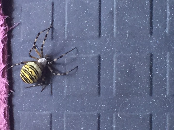 Pregnant Wasp spider in my house Copyright: Jo LÃ³pez