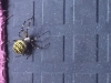 Pregnant Wasp spider in my house 