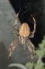 Araneus diadematus 1