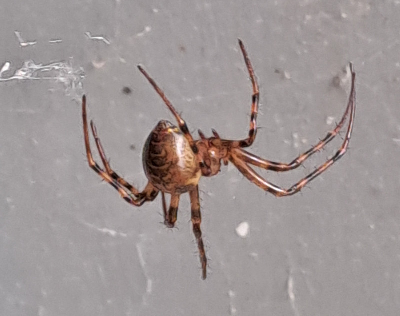 Scytodes thoracia Copyright: Julie Hills