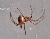 Scytodes thoracia