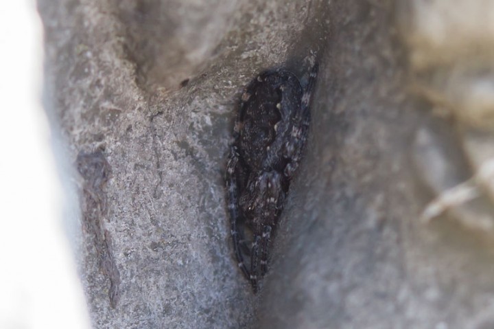 Nuctenea umbratica in crevice on garden statue Copyright: Tim Sexton