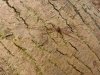 Dicranopalpus ramosus male 061215