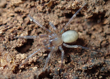 Mastigusa macrophthalma adult female Copyright: Richard Gallon