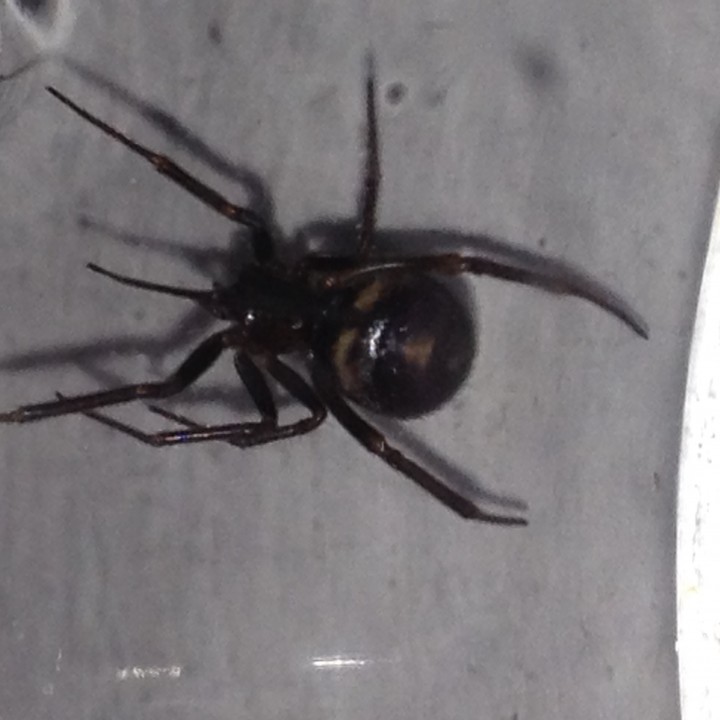 False widow in Caerphilly Copyright: Emma Coles