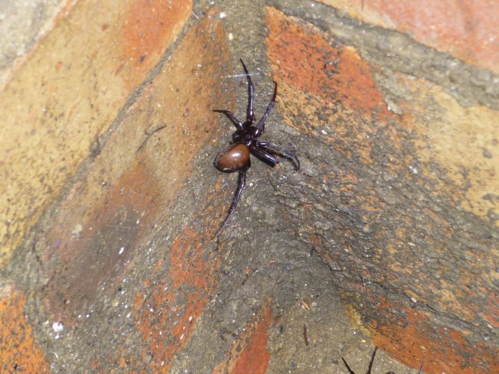 Norfolk cave spider Copyright: Lindy Ellis