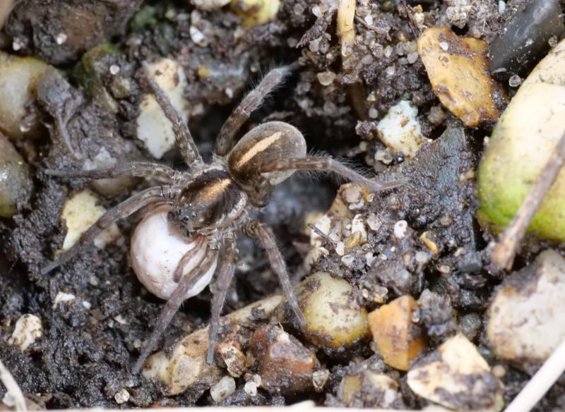 Arctosa fulvolineata female with egg sac Copyright: David Carr