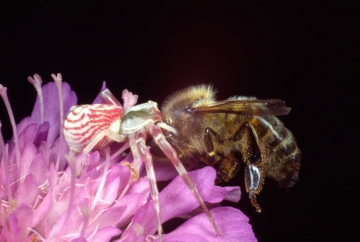 Thomisus onustus with honey bee prey Copyright: Peter Harvey
