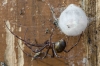 Cave spider (Meta menardi) with egg sac
