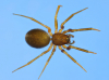 Agyneta fuscipalpa female