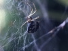 Linyphiid spider