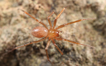 Nothophantes horridus female Copyright: Richard Gallon