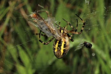 Wasp spider expelling web threads to wrap around prey Copyright: Lotus Bryony Lazuli