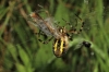 Wasp spider expelling web threads to wrap around prey