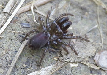 Atypus at Newmarket Copyright: Alan Thornhill