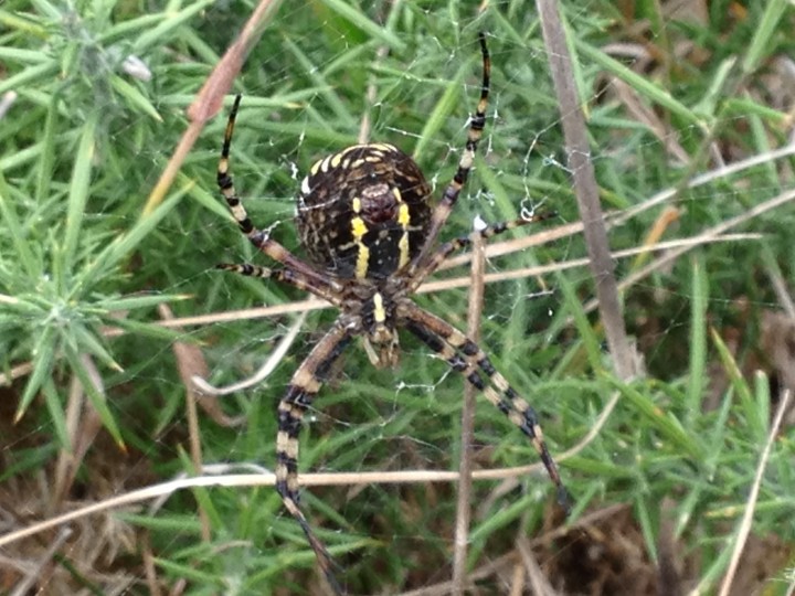 Wasp spider Weymouth Nature reserve 2 Copyright: Gill Roberts