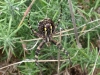 Wasp spider Weymouth Nature reserve 2