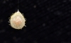 E.aphana egg sac produced 29 05 16