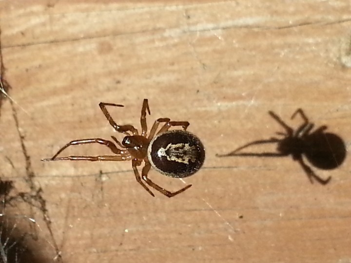 False widow spider in south Woodford Copyright: Neil Manito