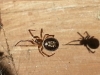 False widow spider in south Woodford