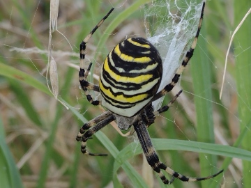 Argiope bruennichi - Postprandial Copyright: Katey Batchelor