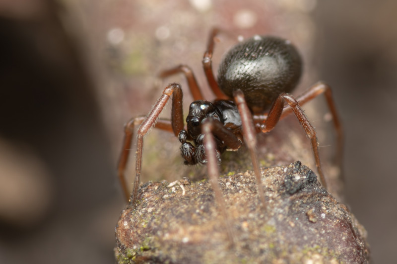 Diplocephalus picinus adult male Copyright: Shreyas Kuchibhotla