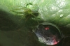 Nigma walckenaeri on rose leaf