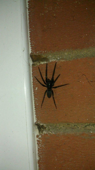 Tube web spider  on wall of first floor balcony without zoom. Copyright: Kelly Poulton