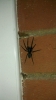 Tube web spider  on wall of first floor balcony without zoom.