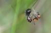 Female eating an ant