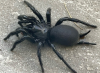 Possible spanish funnel-web