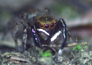 Euophrys frontalis male 1 Copyright: Peter Harvey