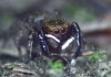 Euophrys frontalis male 1