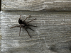 Eastern Parson Spider